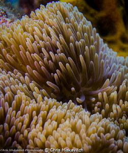 Anenome by Chris Miskavitch 